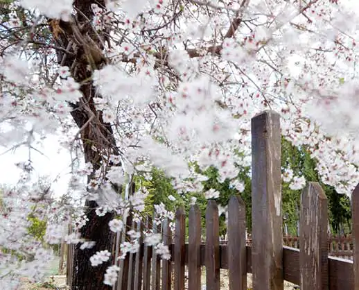 Antoneta Badem Fidanı