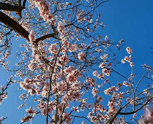 Tarraco Badem Fidanı